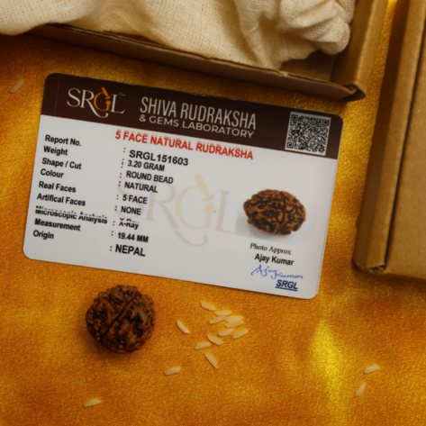 Single 5 Face Rudraksha Bead (Lab Tested & Certified)