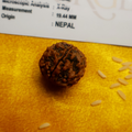 Single 5 Face Rudraksha Bead (Lab Tested & Certified)