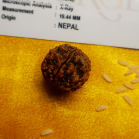 Single 5 Face Rudraksha Bead (Lab Tested & Certified)