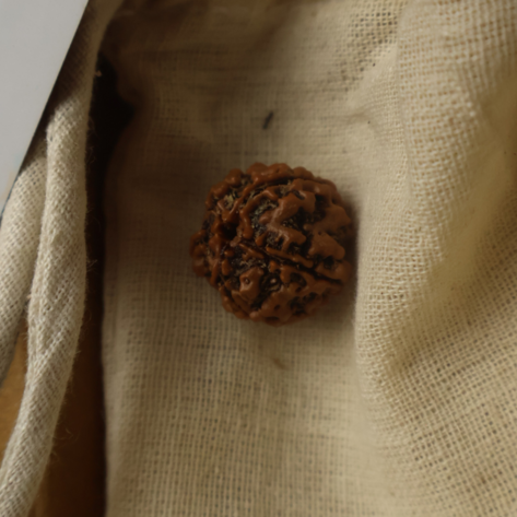 Single 5 Face Rudraksha Bead (Lab Tested & Certified)